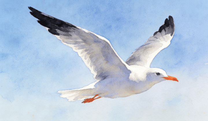 一只展翅飞翔的海鸥插画